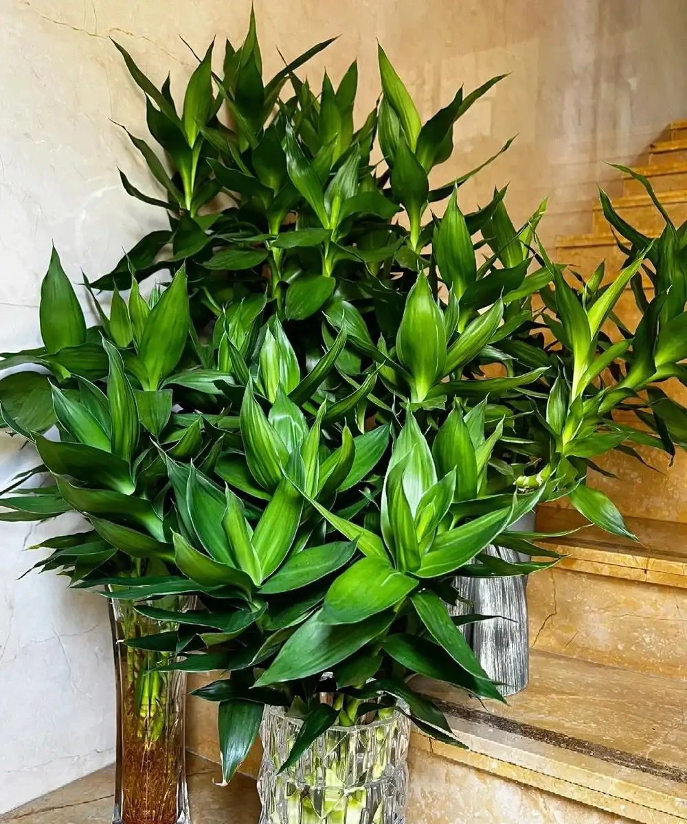 8種「陰性花」不喜大太陽,光線差一點,才能呼呼長「開大花」