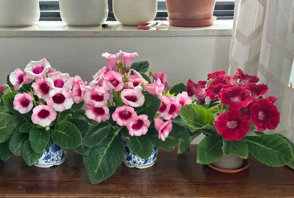 8種「陰性花」不喜大太陽,光線差一點,才能呼呼長「開大花」