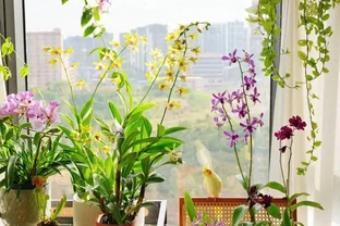 8種「陰性花」不喜大太陽，光線差一點，才能呼呼長「開大花」