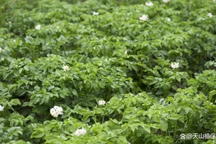 催花肥料哪種最好