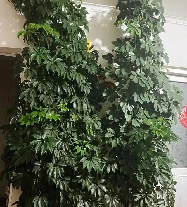 如何把鴨腳木養出「藝術感」,先要學會「造型」,其次才是「養」
