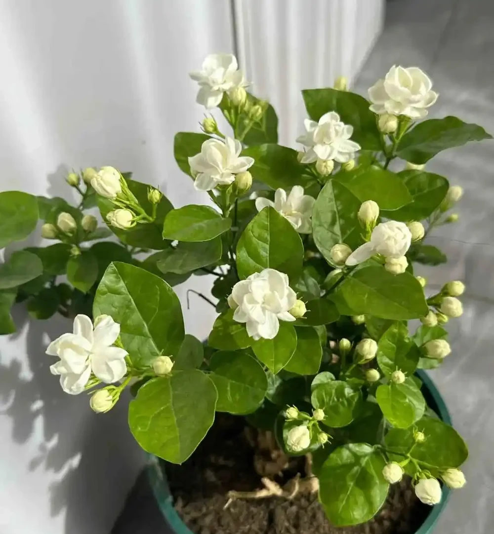 「屋內有三花，雙手把財抓」，室內養這3種花，美觀又大氣