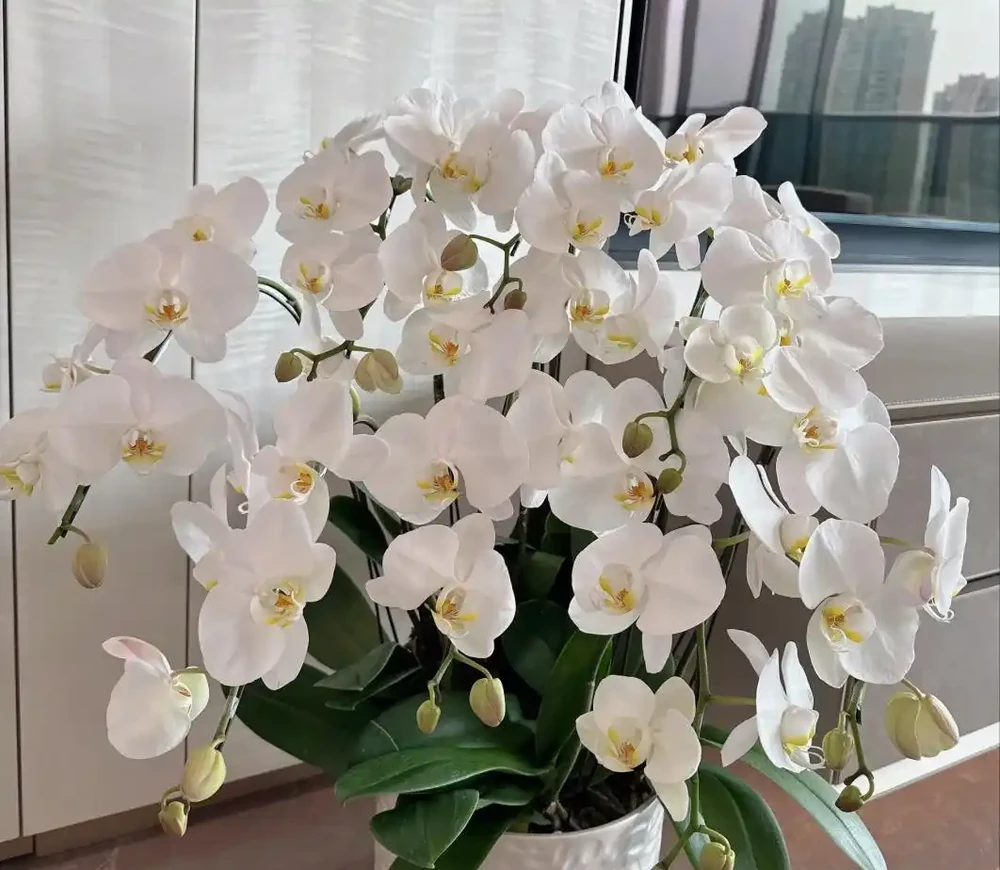 「屋內有三花，雙手把財抓」，室內養這3種花，美觀又大氣