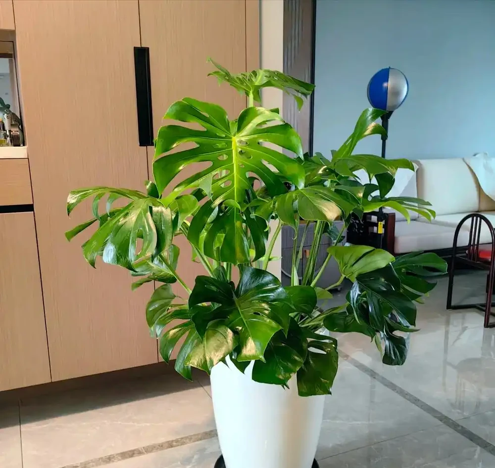 龜背芋已被強行拉入「黑名單」,原因有4點,花友們別再養了