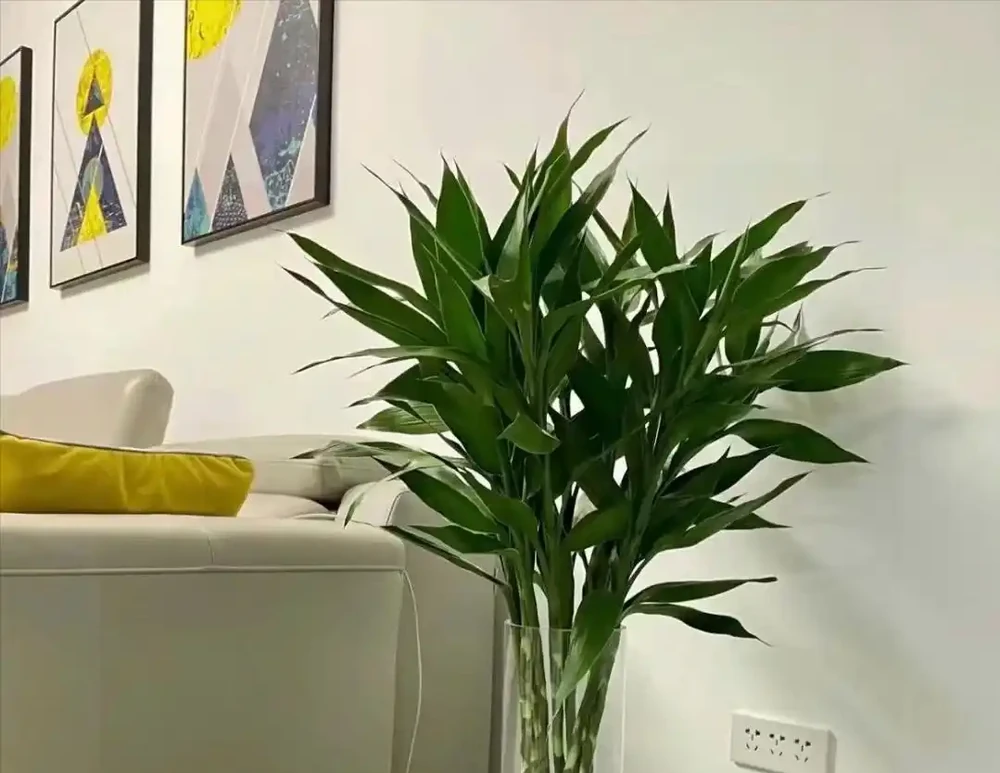 「屋內有三花，雙手把財抓」，室內養這3種花，美觀又大氣