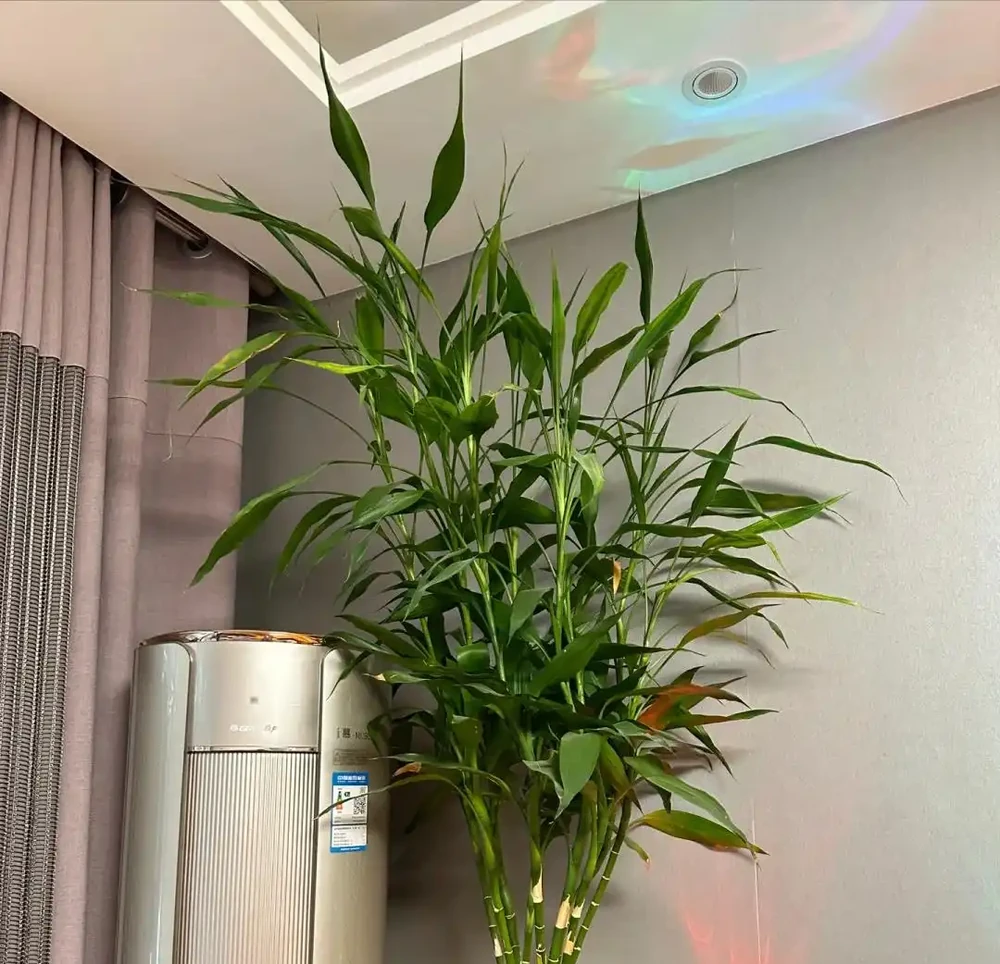 「屋內有三花，雙手把財抓」，室內養這3種花，美觀又大氣