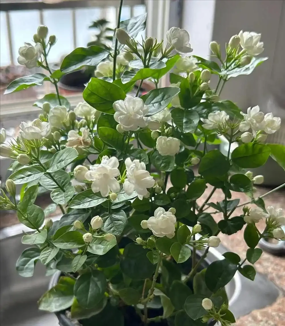 「屋內有三花，雙手把財抓」，室內養這3種花，美觀又大氣