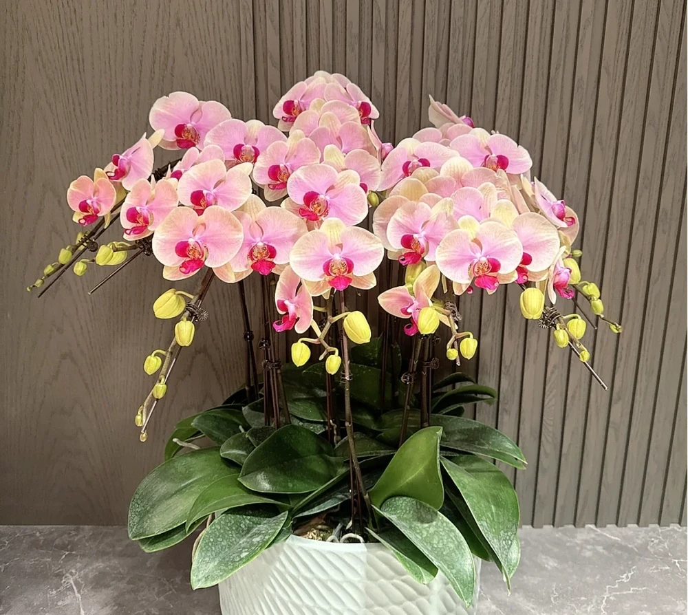 「屋內有三花，雙手把財抓」，室內養這3種花，美觀又大氣