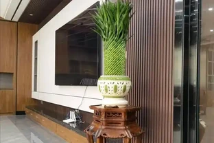 「屋內有三花，雙手把財抓」，室內養這3種花，美觀又大氣