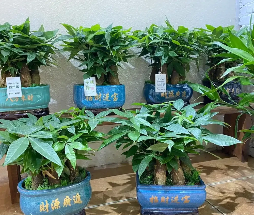 發財樹買回家，記住「剪、少、勤、溫」，猛長根，不黃葉