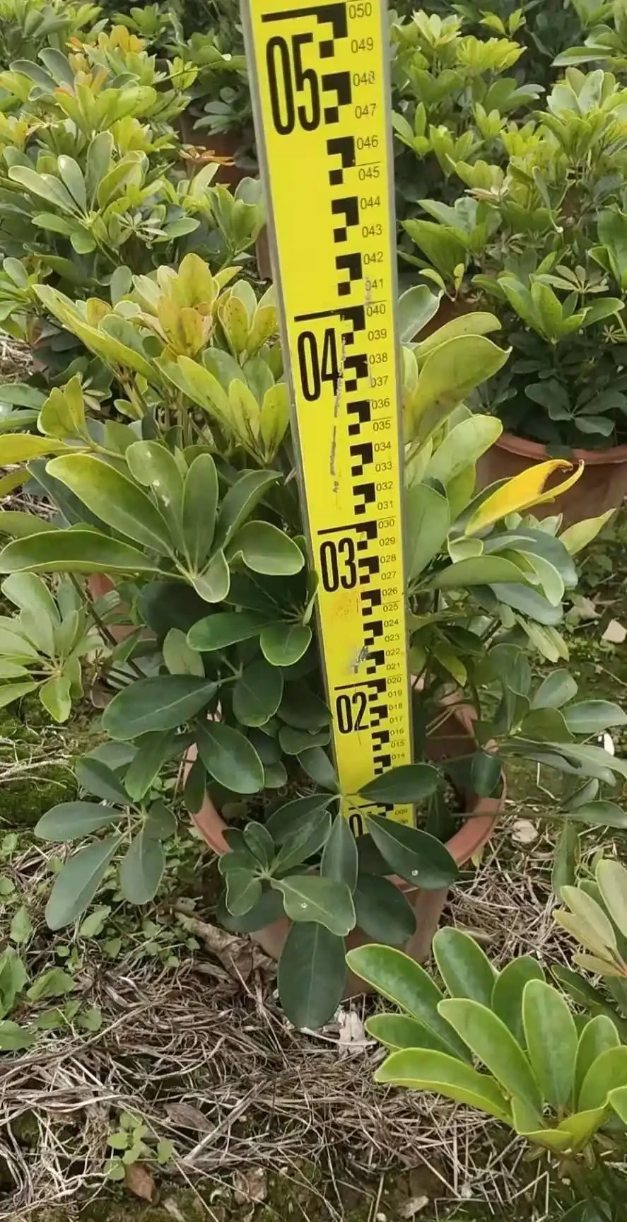 鴨腳木
