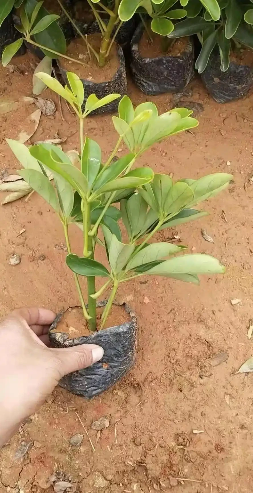 鴨腳木