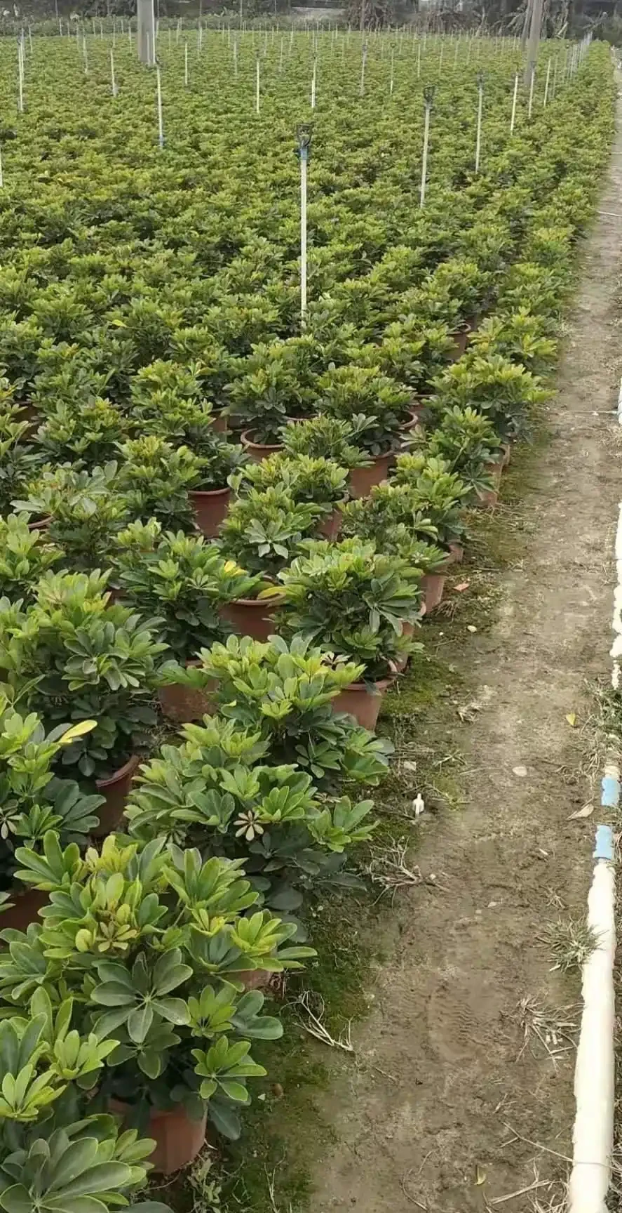 鴨腳木