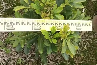 鴨腳木能曬太陽嗎？