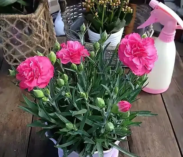 康乃馨其實很好養，記住這3點，一直都開花，花色鮮豔美極了
