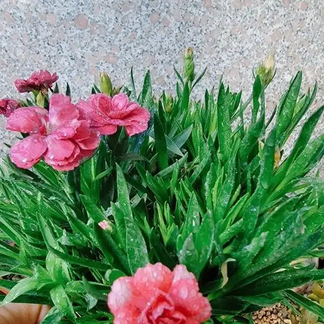 康乃馨其實很好養，記住這3點，一直都開花，花色鮮豔美極了