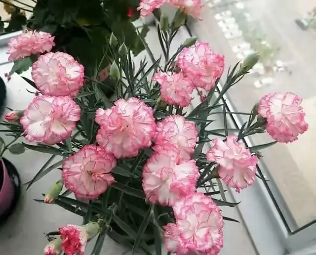 康乃馨其實很好養，記住這3點，一直都開花，花色鮮豔美極了