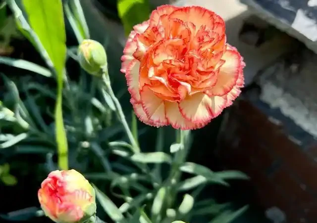 康乃馨其實很好養，記住這3點，一直都開花，花色鮮豔美極了