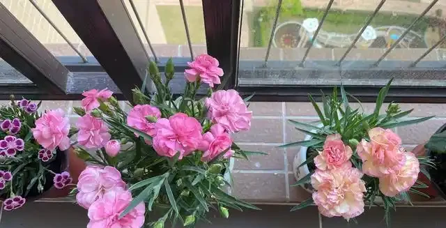 康乃馨其實很好養，記住這3點，一直都開花，花色鮮豔美極了