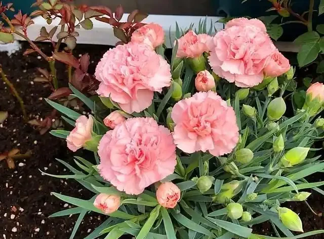 康乃馨其實很好養，記住這3點，一直都開花，花色鮮豔美極了