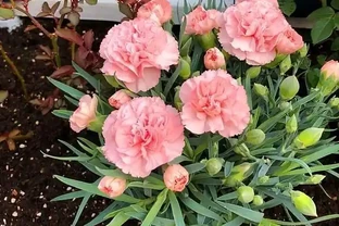 康乃馨其實很好養，記住這3點，一直都開花，花色鮮豔美極了