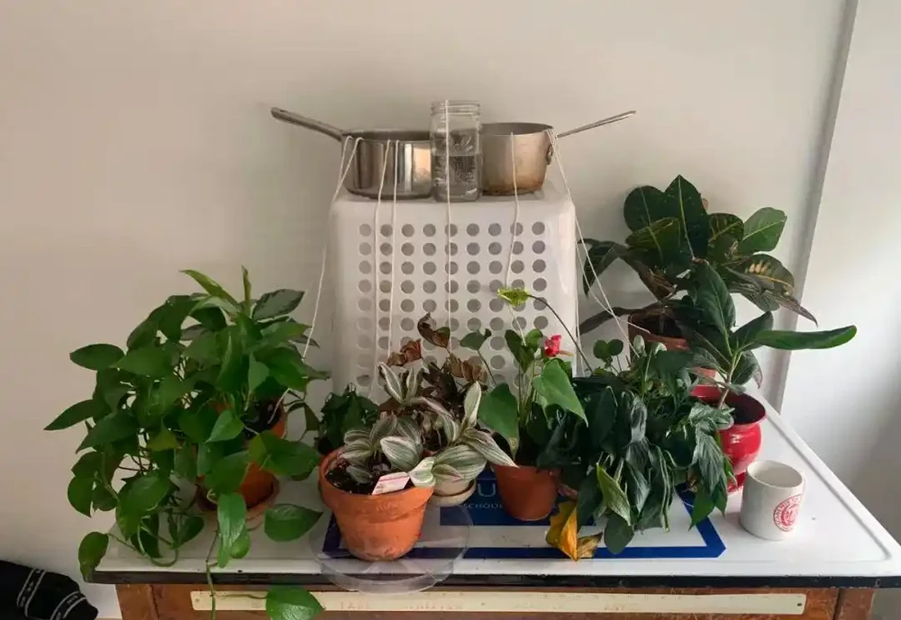 假期外出一週,家裡的植物如何才能保持存活?