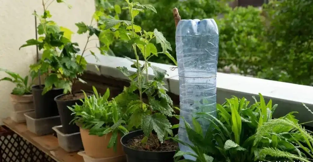 假期外出一週,家裡的植物如何才能保持存活?