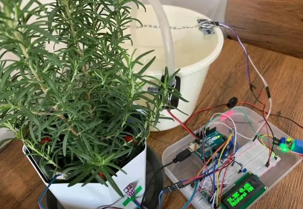 假期外出一週,家裡的植物如何才能保持存活?