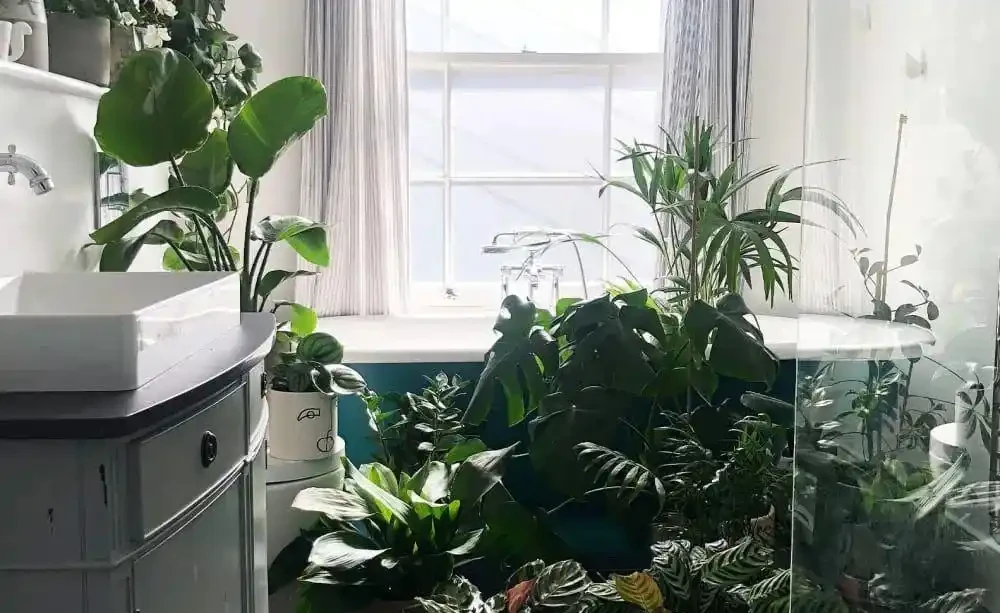假期外出一週,家裡的植物如何才能保持存活?