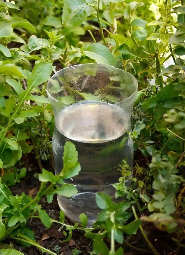 假期外出一週,家裡的植物如何才能保持存活?