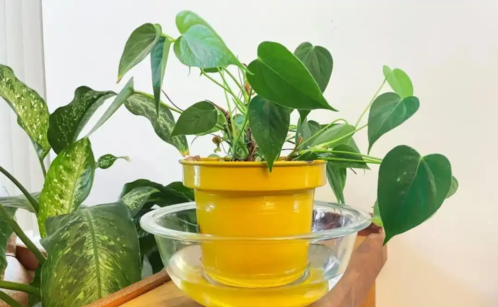 假期外出一週,家裡的植物如何才能保持存活?