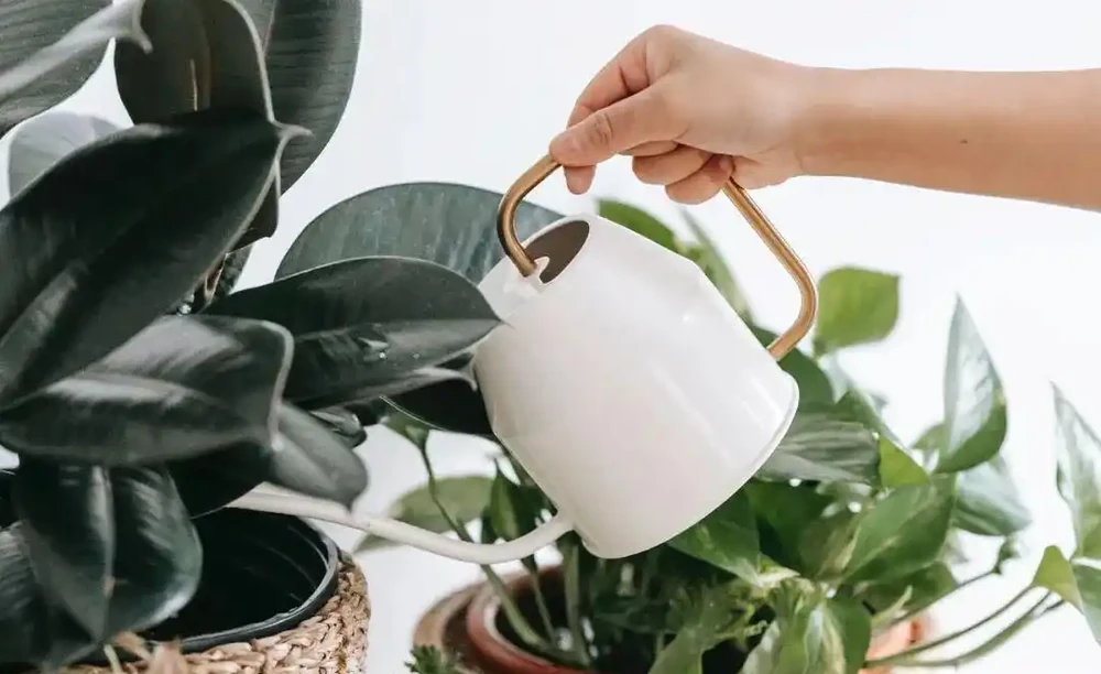 假期外出一週,家裡的植物如何才能保持存活?
