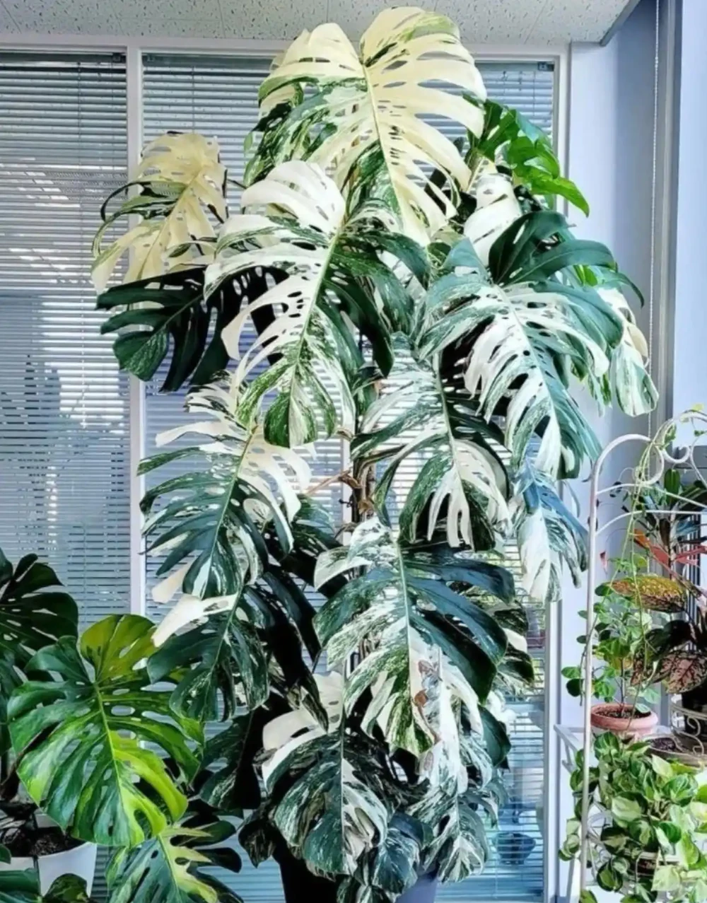 龜背芋到底喜光還是喜陰?不少人弄錯了,葉子越長越小還不開背