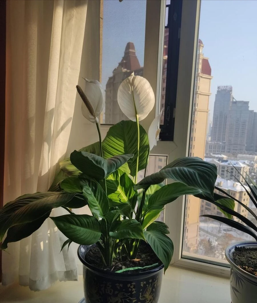 白鶴芋花用什麼肥料好
