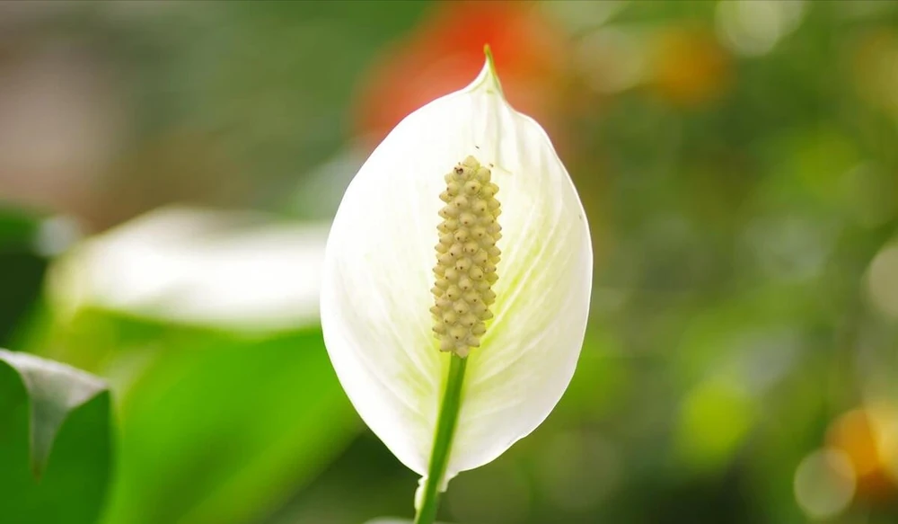 白鶴芋花用什麼肥料好