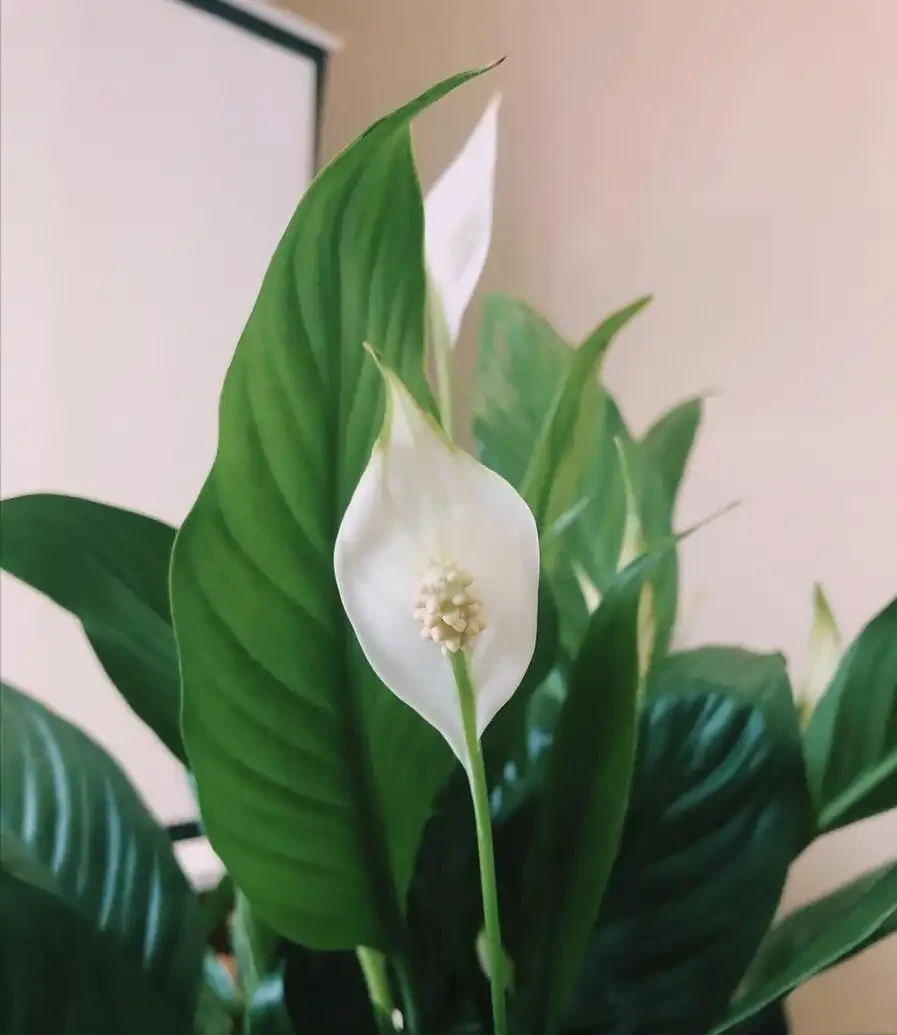 白鶴芋花用什麼肥料好