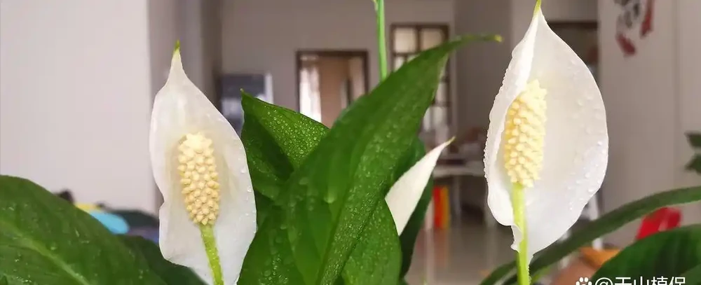 白鶴芋花用什麼肥料好