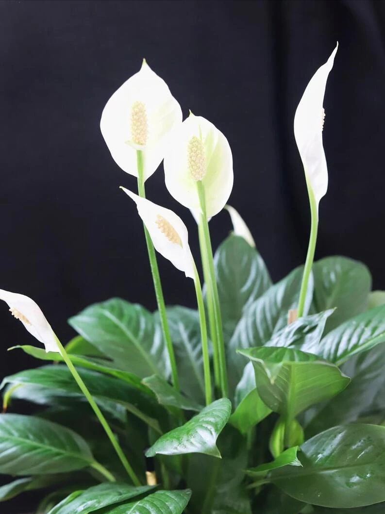 白鶴芋花用什麼肥料好