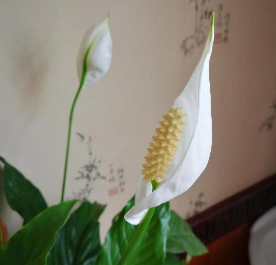 白鶴芋花用什麼肥料好