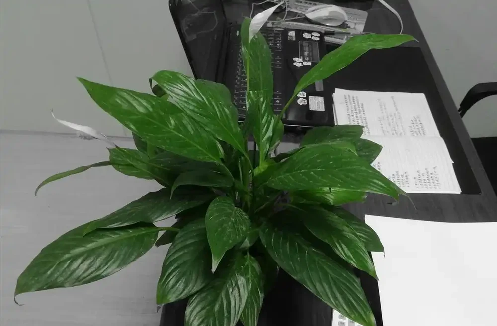 白鶴芋花用什麼肥料好