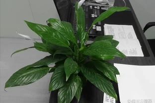 白鶴芋花用什麼肥料好