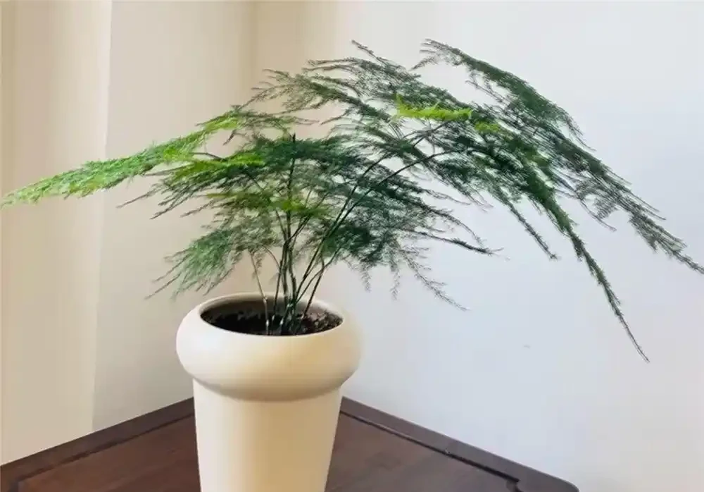 喬遷新居,建議在家放這10種綠植,不僅顏值高還好養活