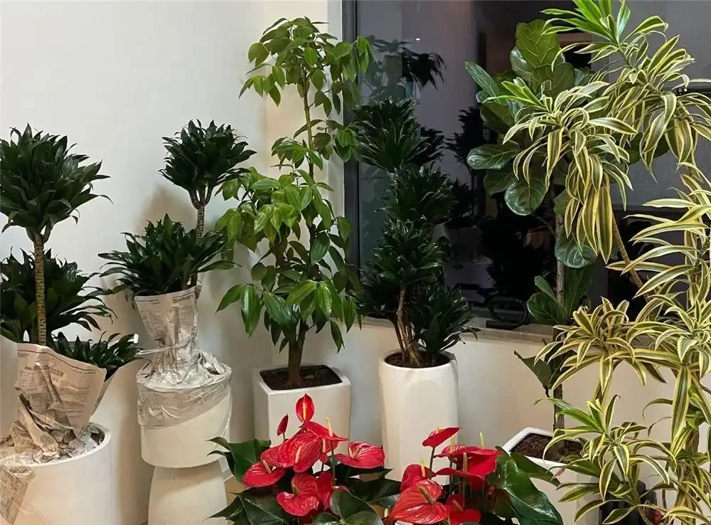 喬遷新居,建議在家放這10種綠植,不僅顏值高還好養活
