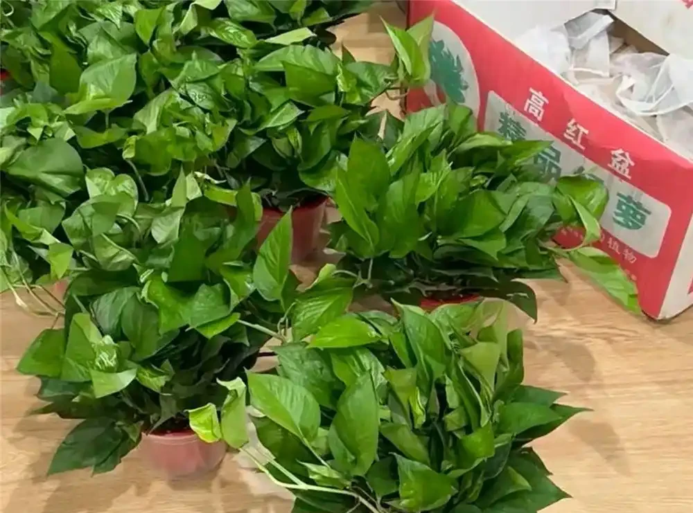 喬遷新居,建議在家放這10種綠植,不僅顏值高還好養活