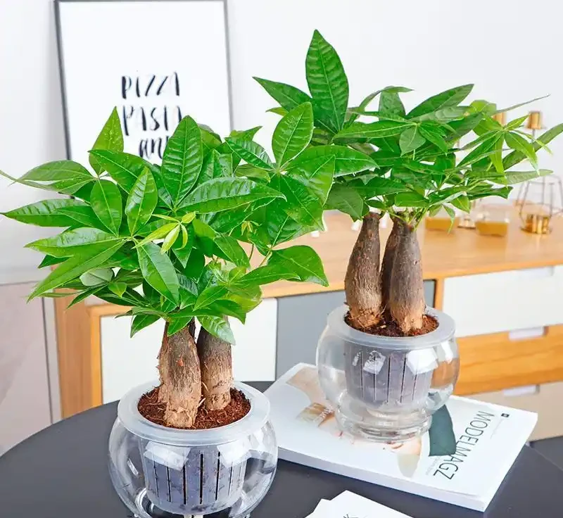 發財樹幾天澆一次水最合適?