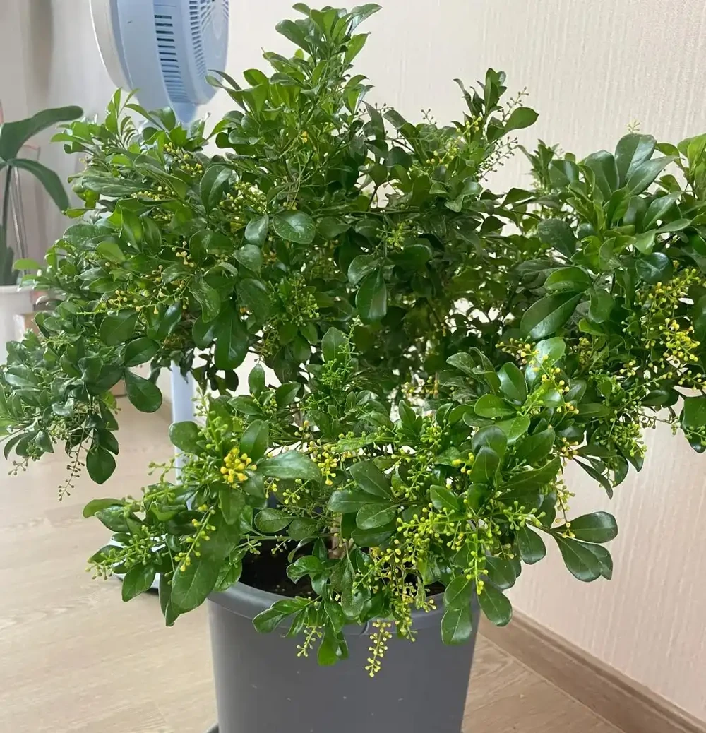「庭園見樹,十宅九富」!家裡有院子,可以栽種這6種,大氣吉利