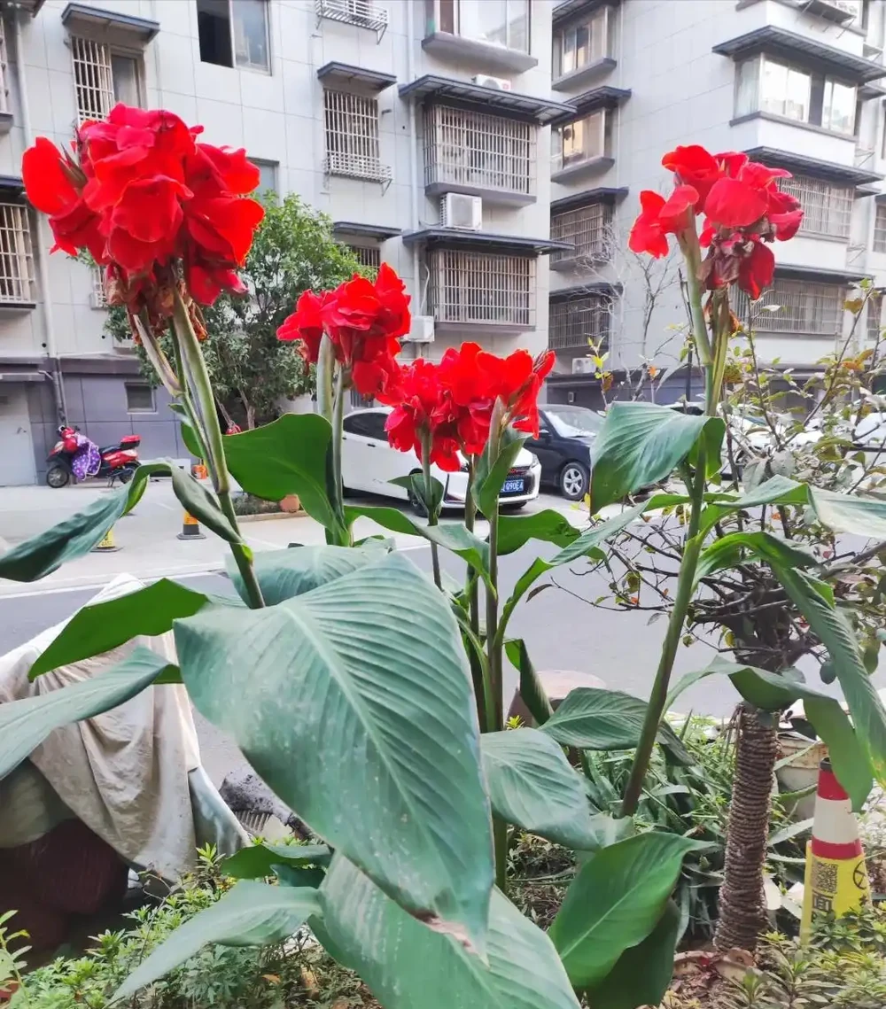 「庭園見樹,十宅九富」!家裡有院子,可以栽種這6種,大氣吉利