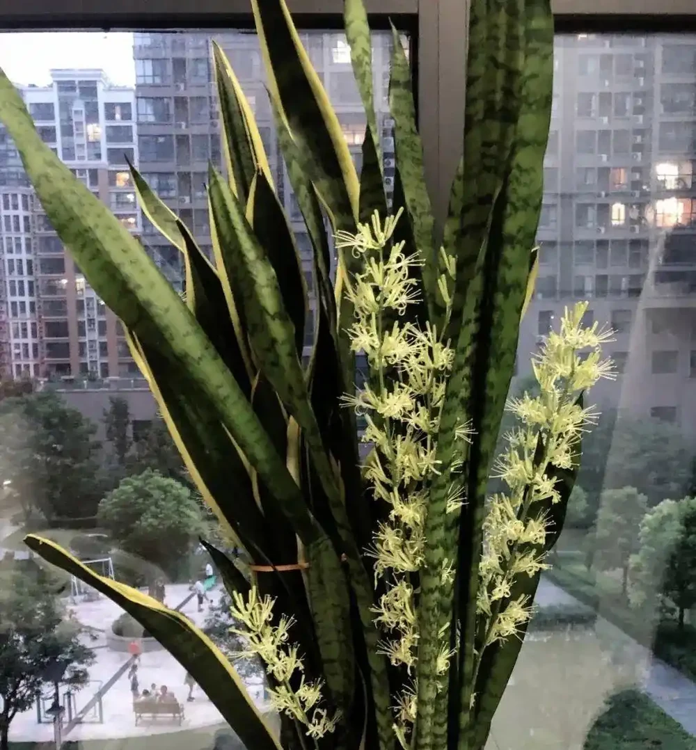 為懶人設計的5種耐寒花卉,低溫下無需打理,冬季仍生機盎然
