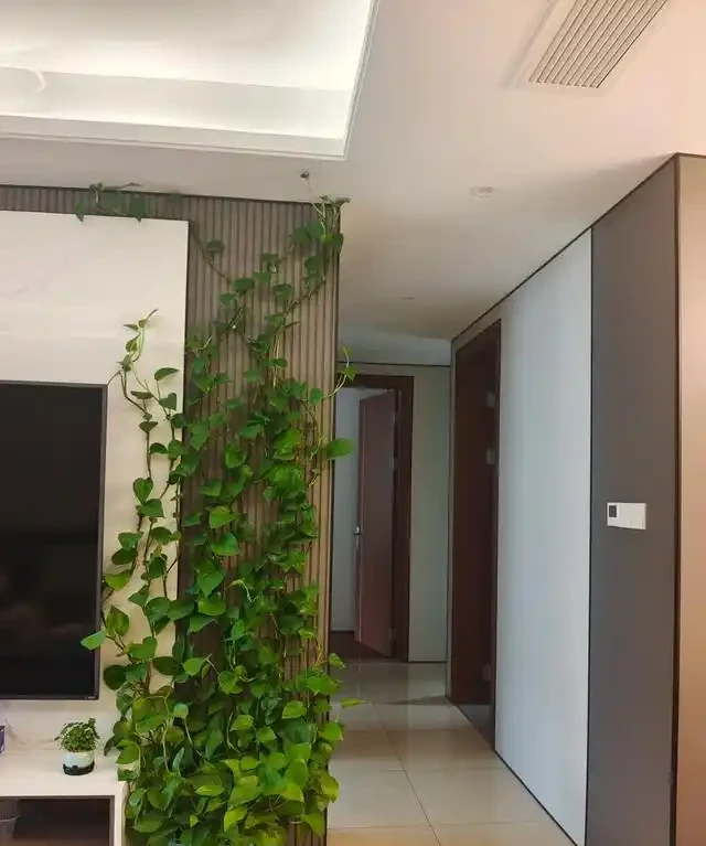女子將1棵黃金葛養了10年,枝繁葉茂爬滿客廳,那叫一個治癒!