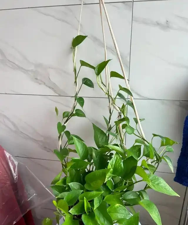 女子將1棵黃金葛養了10年,枝繁葉茂爬滿客廳,那叫一個治癒!